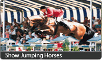 Show Jumping Horses
