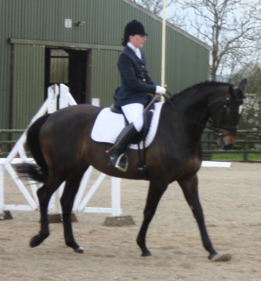  - Sienna-Dressage-sam