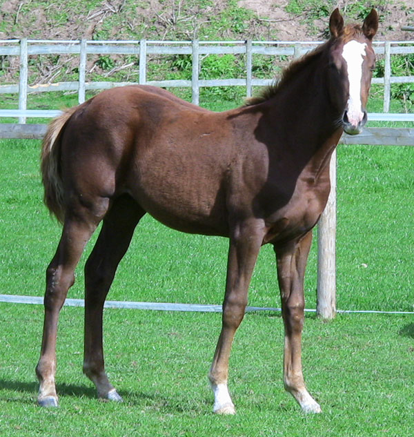 Home Bred Sport Horse