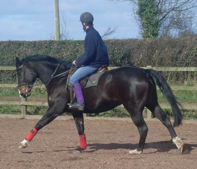 Jumping Broodmare