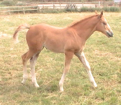 Summer as a foal