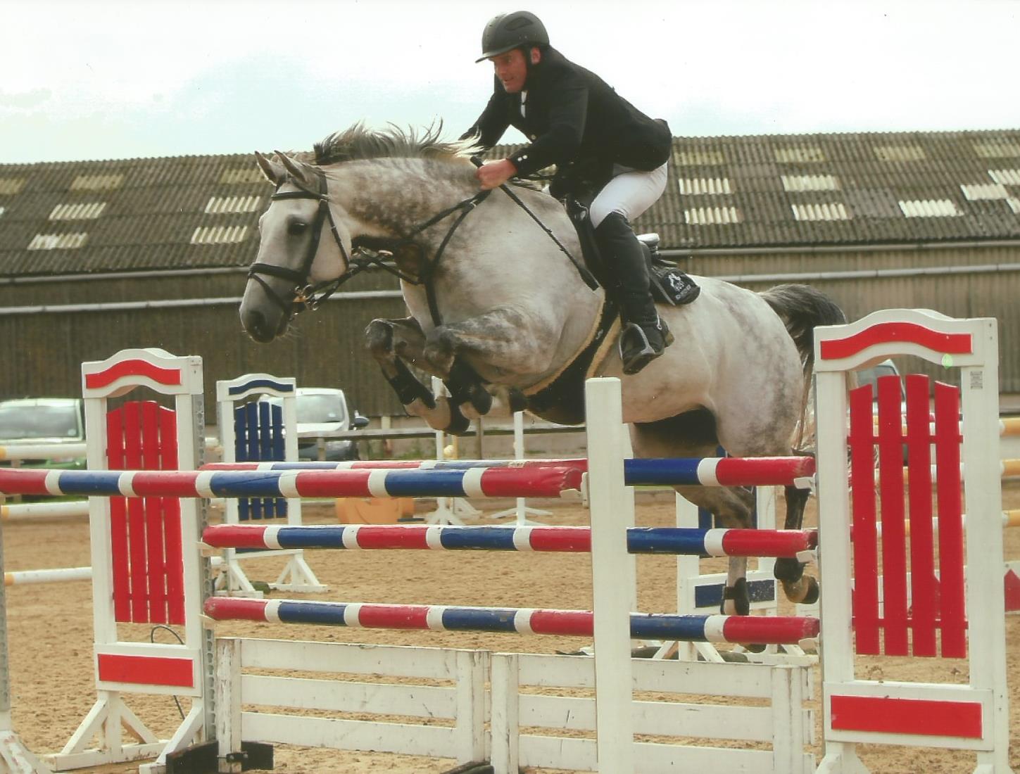 British Bred Showjumping Horses                                                                     