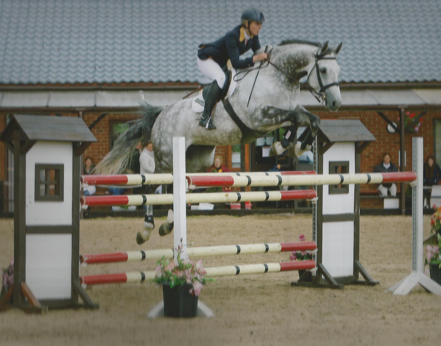 Arturo`s Renaissance - Show Jumping Horse