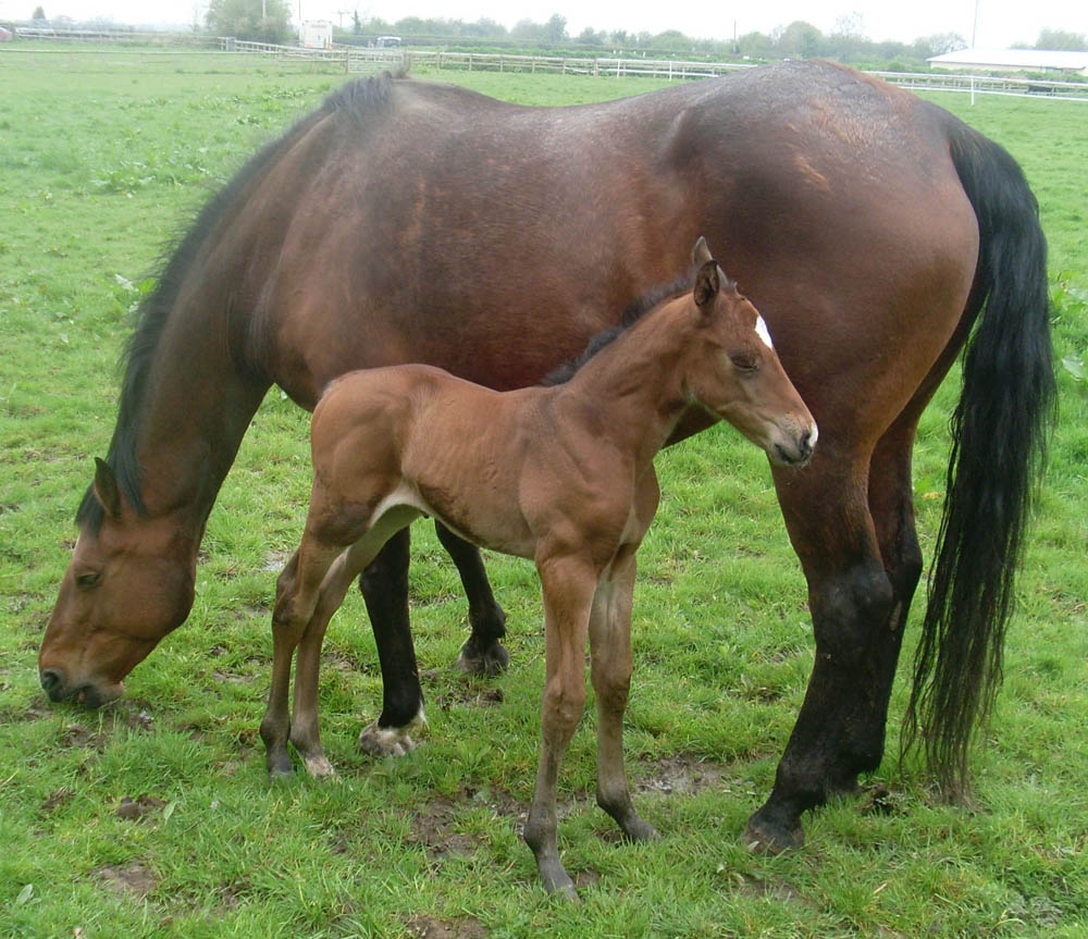 Mare & Foal 