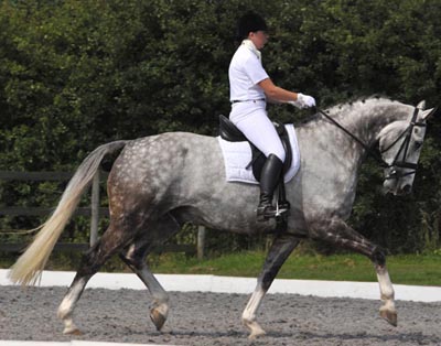 Horse Images - Stableexpress Horse Images - Stableexpress