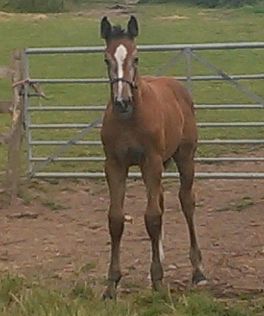 Warmblood Foals