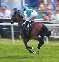 Workforce Racehorse                                                                                                                                                                                                                                            