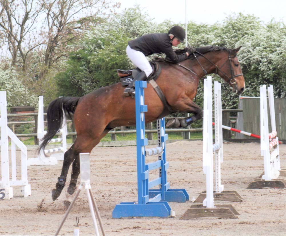 Young Showjumper - Arturos Whisker                                                                                                                                                                                                                             