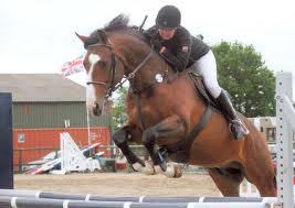 Showjumping Gelding