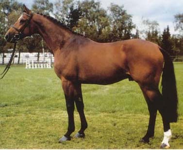 Accord II - Breeding Stallion