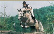 Eventing Stallion Arcus                                                                                                                                                                                                                                        
