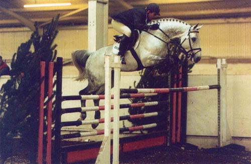 International Showjumping Horse