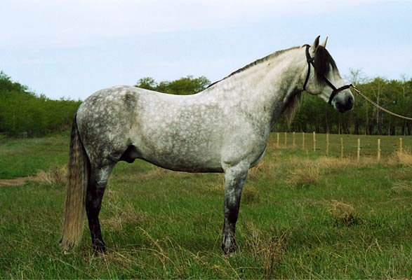 Grey Andalusian Stallion