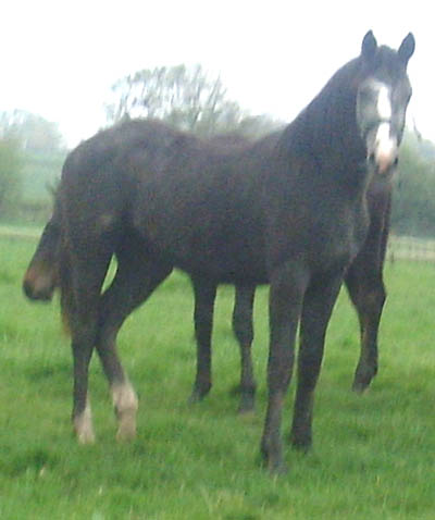 Bernadette as a Yearling