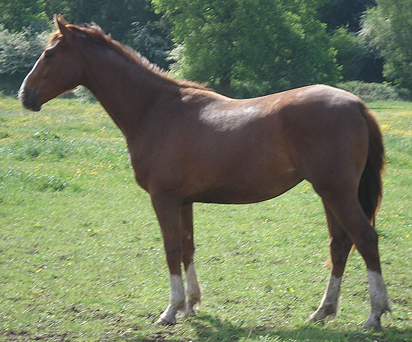 Young Horse For Sale - Home Bred