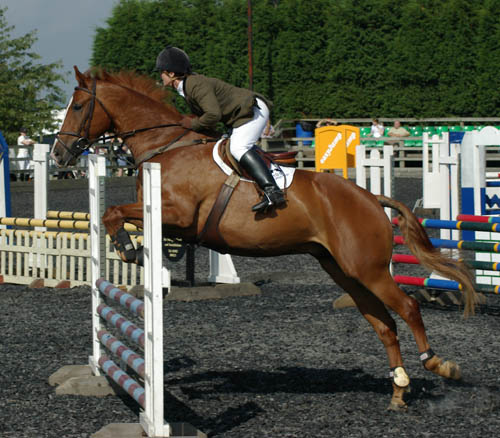 Show Jumping Horses For Sale