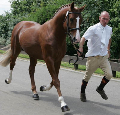 Bohemian Business - Young Stallion 