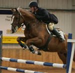 Competion Horses For Sale
