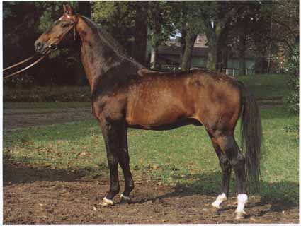 Cavalier                                                                                                                                                                                                                                                       