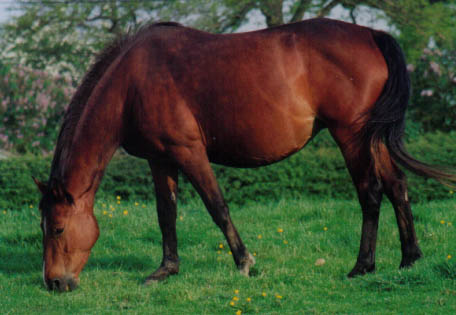 Brood Mare