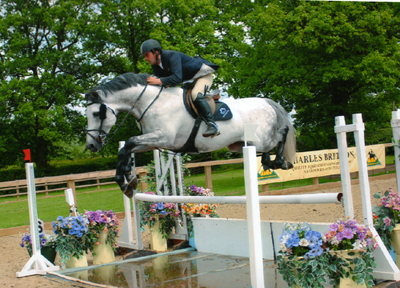 Showjumping Stallion At Stud