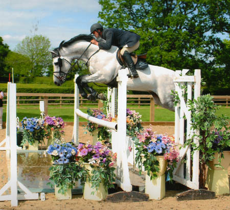 Show Jumping Stallion