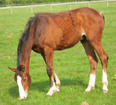 Showjumping Foal For Sale