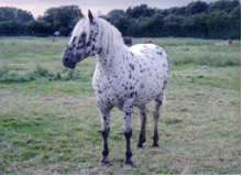 Stallion At Stud - Appaloosa                                                                                                                                                                                                                                   