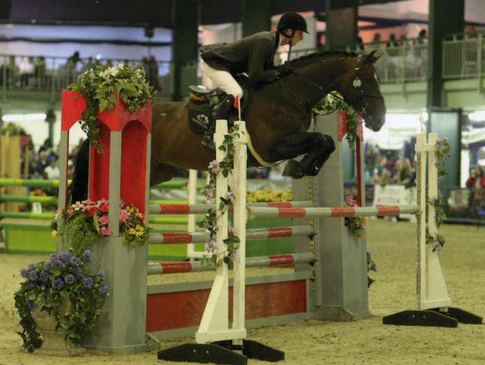 Selle Francais ShowJumping Stallion