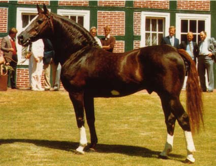 Furioso II - Influential Sport Horse Sire                                                           