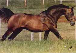 Breeding Stallion