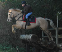 Dressage Ponies For Lease
