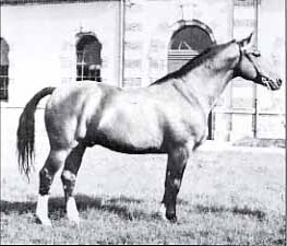 ibrahim - Selle Français breeding stallion