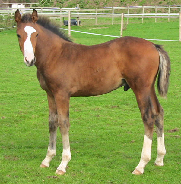 Foal