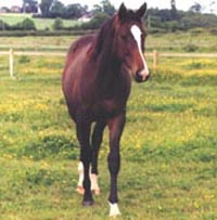 Sunnoras Whisker as a Young Horse