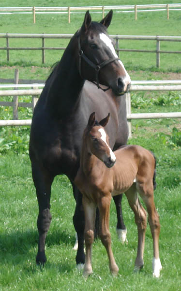 Brood Mares