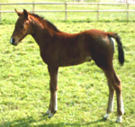 Homebred Foals