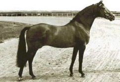 Ladykiller xx - Foundation Stallion 