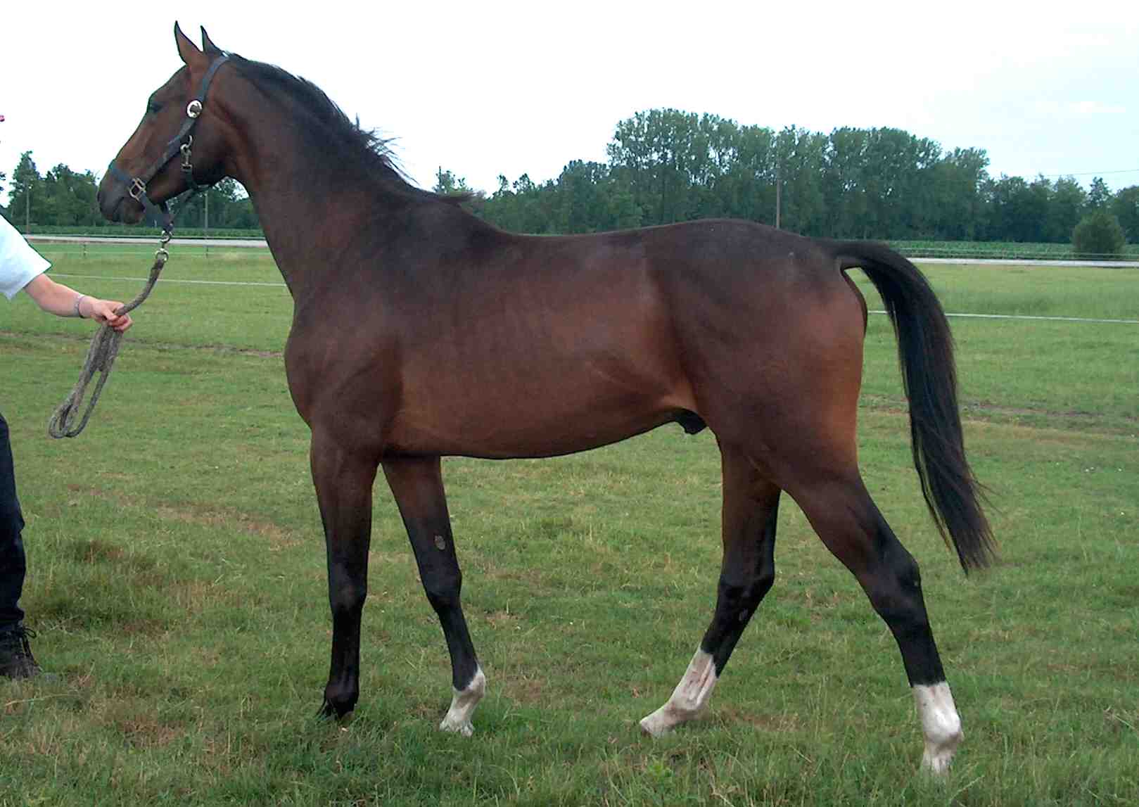 Lancelot - BWP Stallion