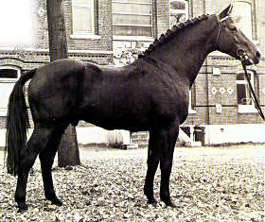 Landgraf I - Holsteiner Breeding Stallion                                                           