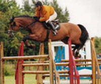 International Show Jumping Horse