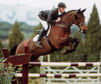 Broodmare - Libero x Voltaire