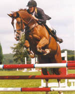 Dutch Sport Horse - Mosiak