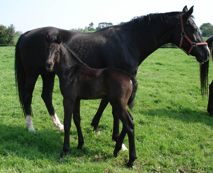 Young Dressage Horses