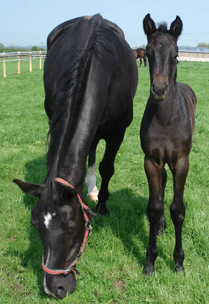 La Boheme - Showjumping Brood Mare