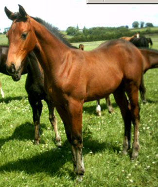 Embryo Transfer Foal