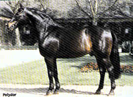 Polydor - Sports Horse Breeding Stallion                                                                                                                                                                                                                       