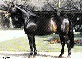 Polydor - Sports Horse Breeding Stallion