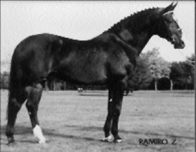 Breeding Stallion - Ramiro Z