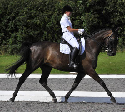 Dressage Warmbloods For Sale